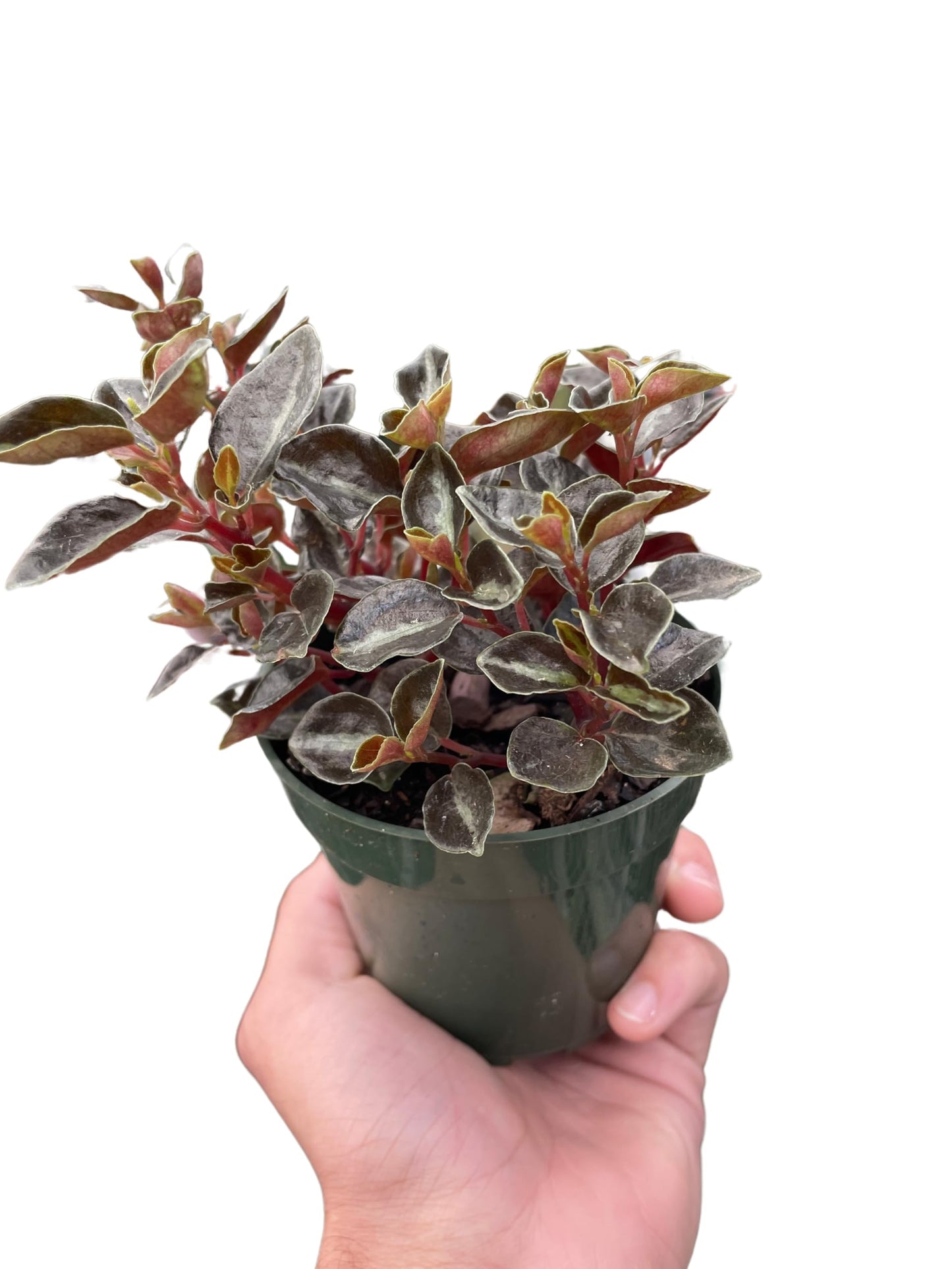 Peperomia 'Metallica' | Live Plant for Indoor & Outdoor | for Living Room, Office, Bathroom | (4" Pot)