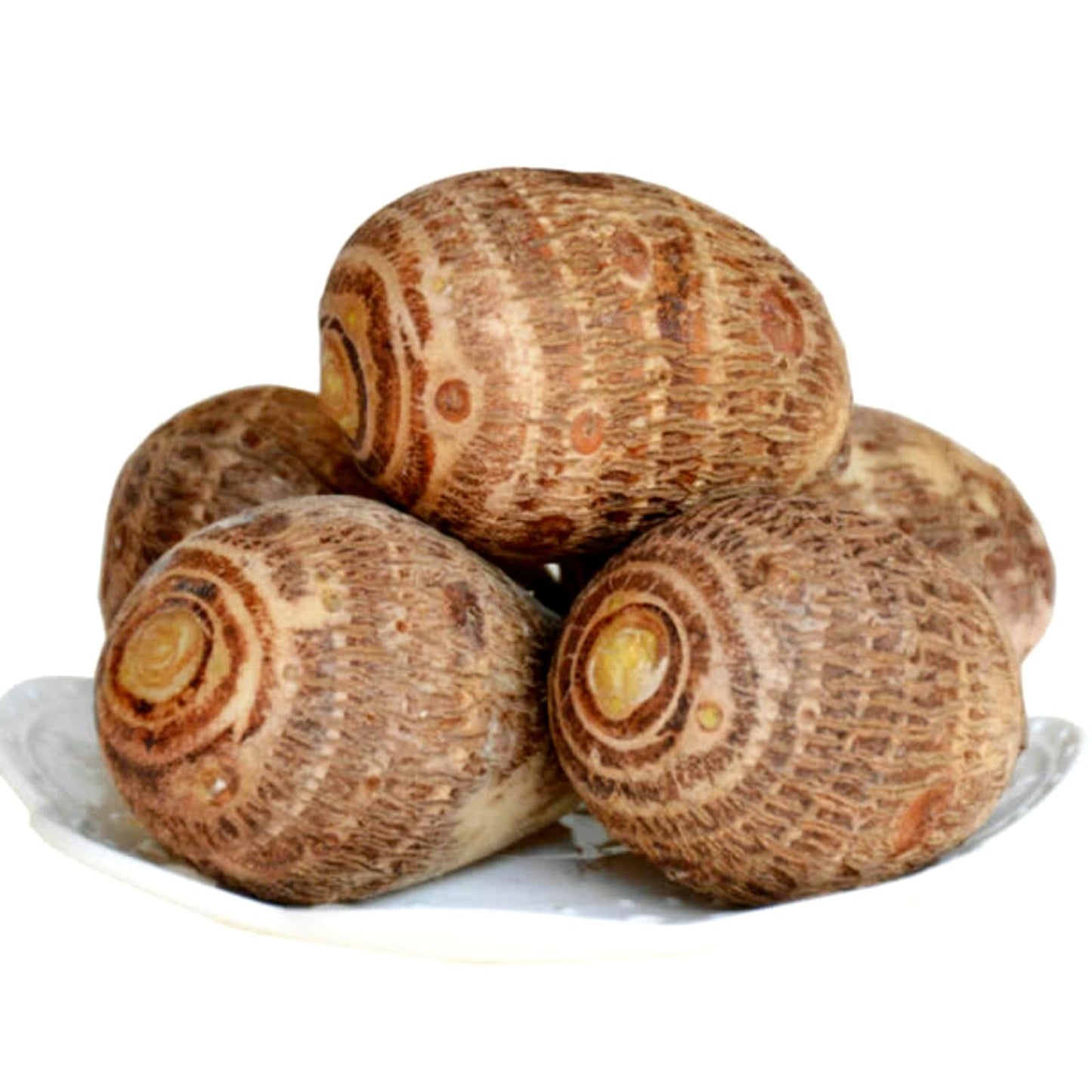 Elephant Ears Bulbs/Giant Elephant Ear Bulbs-Balcony/Garden Ornament/Low Maintenance Tropical Houseplant-B-6 bulbs