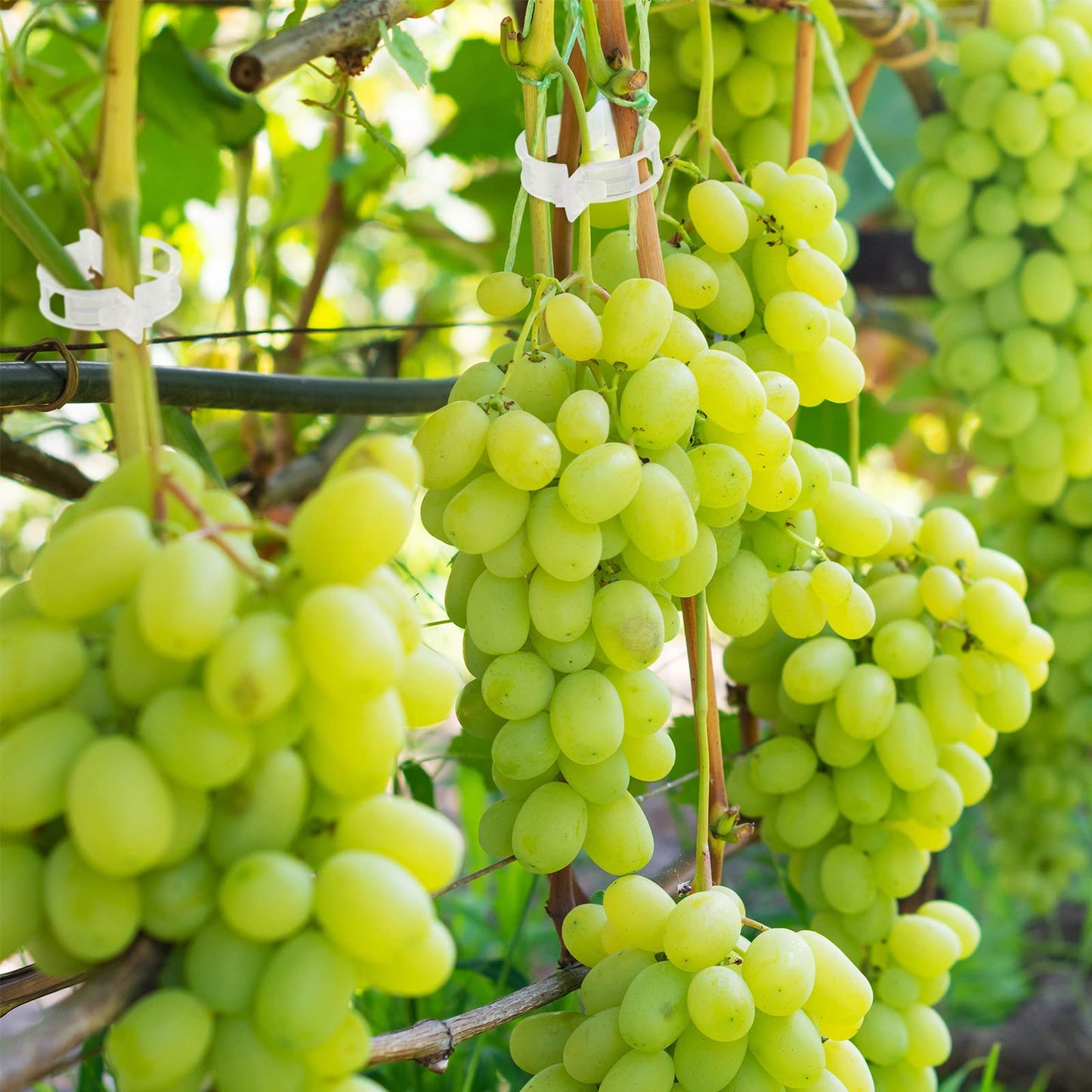 Qunclay 1500 Pcs Tomato Clips Plant Support Clips for Outdoor Plants Bulk String Trellis Grape and Tomato Vine Climbing Plants Plastic White Garden Grow Upright Makes Healthier 1" Inner Diameter