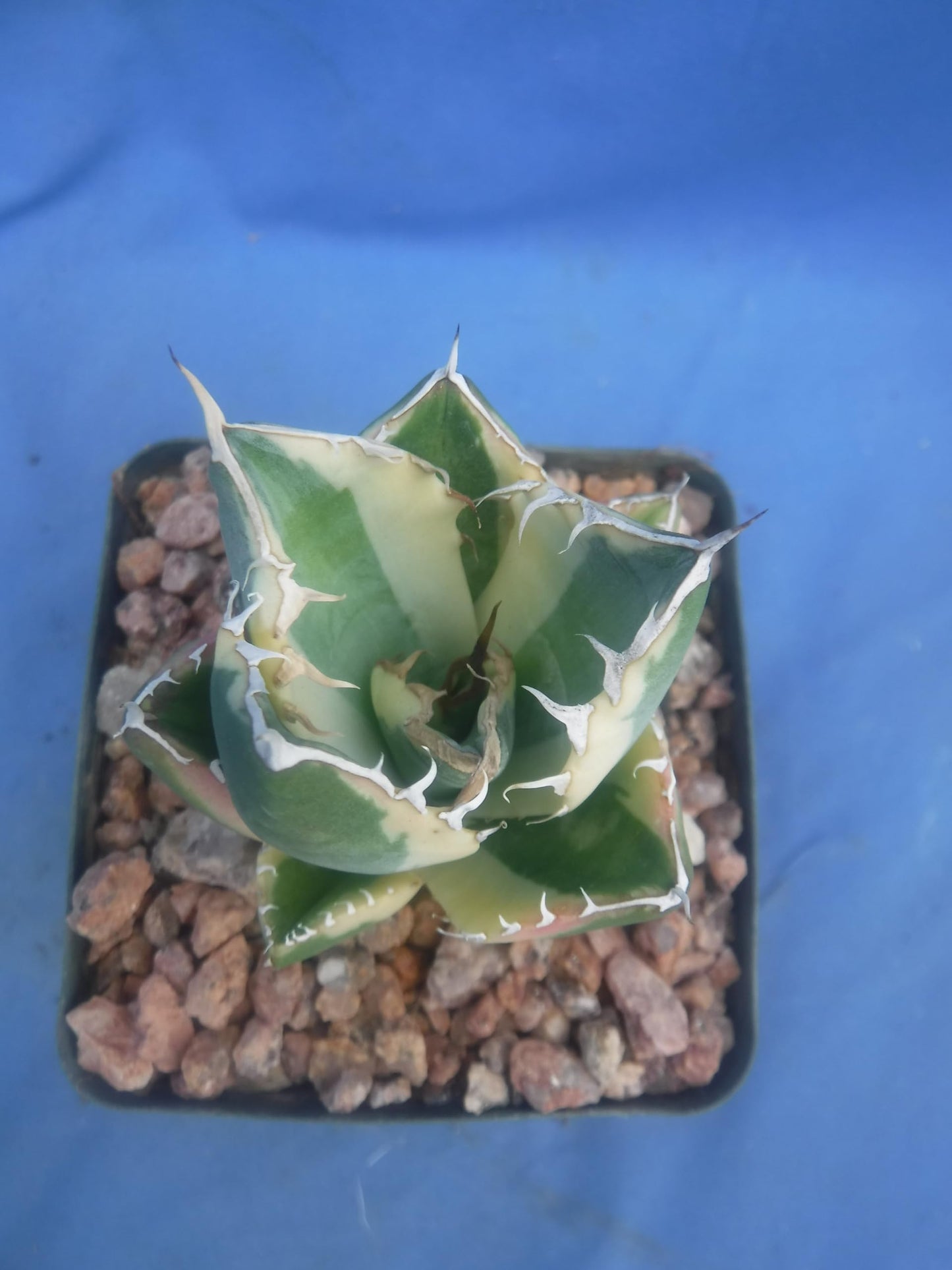 Agave Snaggle Tooth Beautiful Variegated Starter Plant! 2" to 3" Wide! Shipped Bare Root! No Pot or Soil!