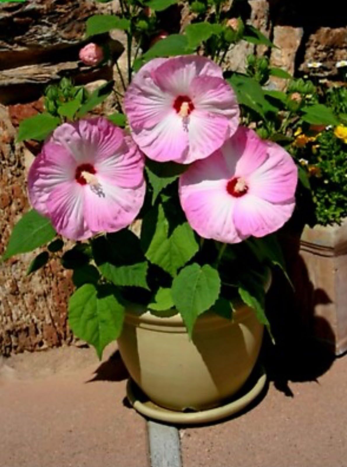 Live Plant - Luna Pink Swirl Hibiscus moscheutos-Small Rooted Starter Plant-Huge 8-10” Blooms