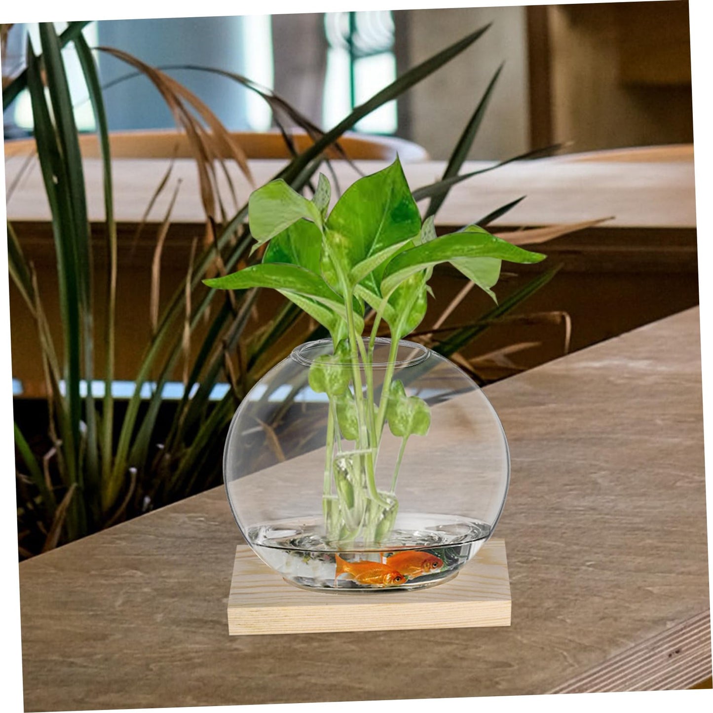MERRYHAPY 2sets Glass Base for Plant Propagation Stylish Terrarium for Decor for Hydroponic Plants and Floral Displays