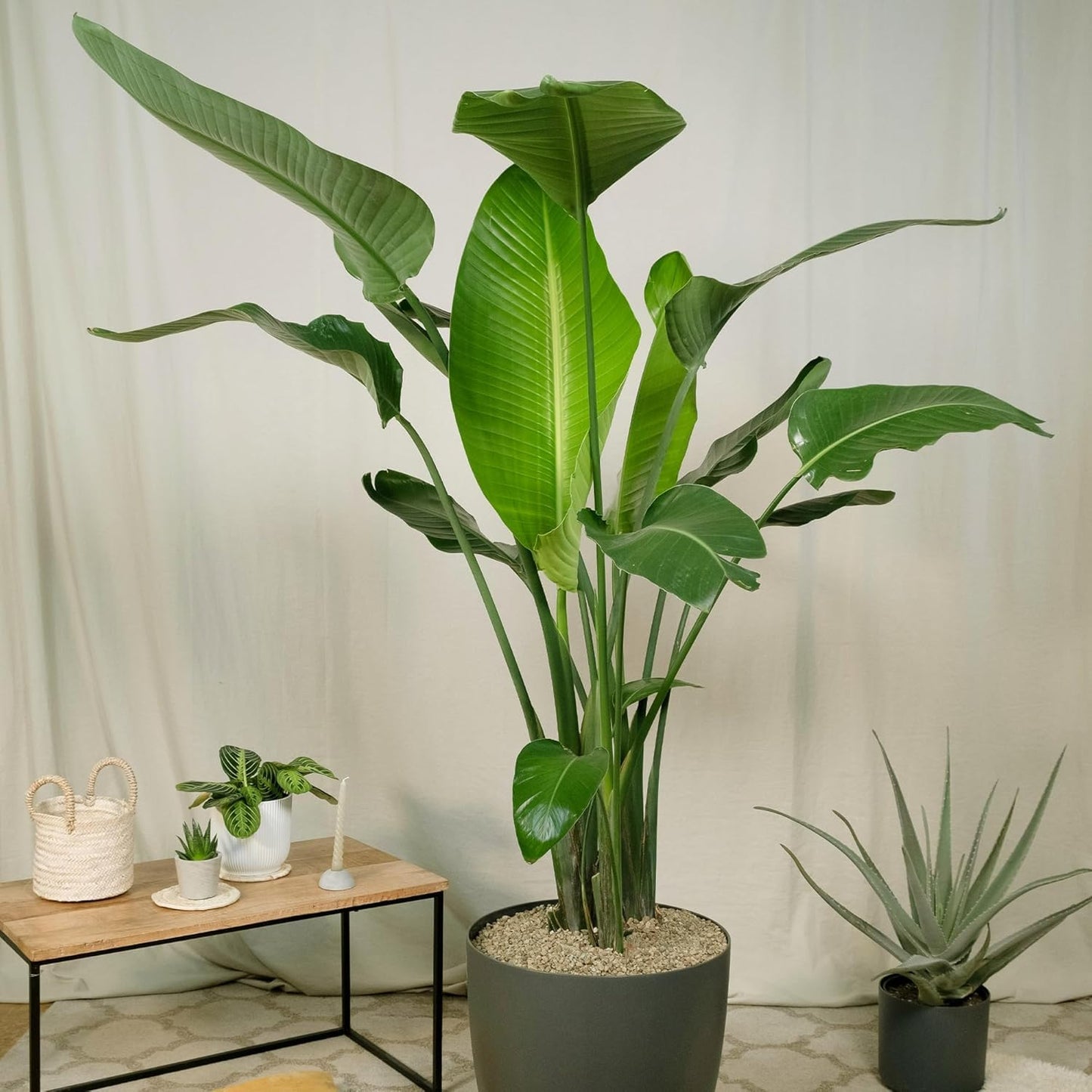 Live Orange & White Birds of Paradise Plant Variety - 'Birds of Paradise' Strelitzia nicolai - ragnaroc Tropical Plant 6-10” Tall - 4ct - Live Arrival Guaranteed - House Plants for Home Decor & Gift