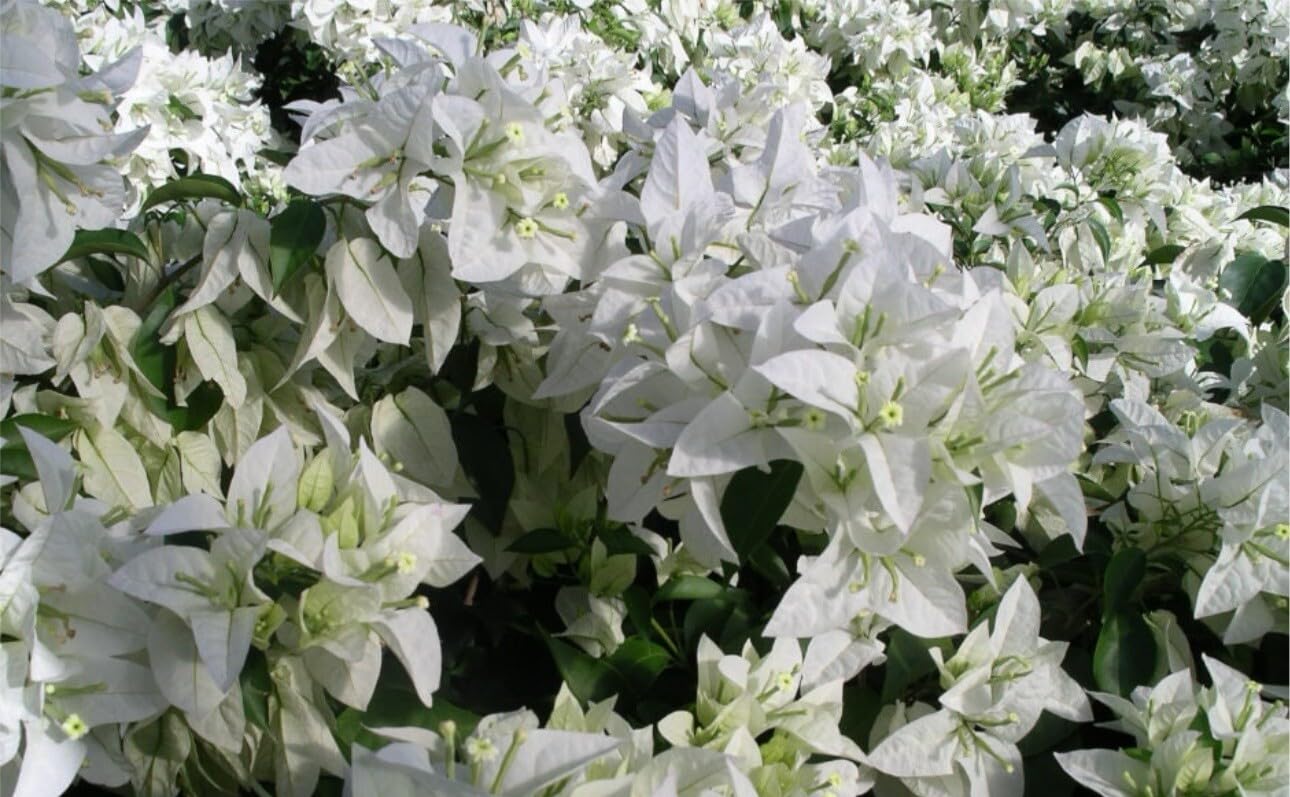 Live Plant - 4” Pot of Mauna KEA Live Rooted Bougainvillea Plant