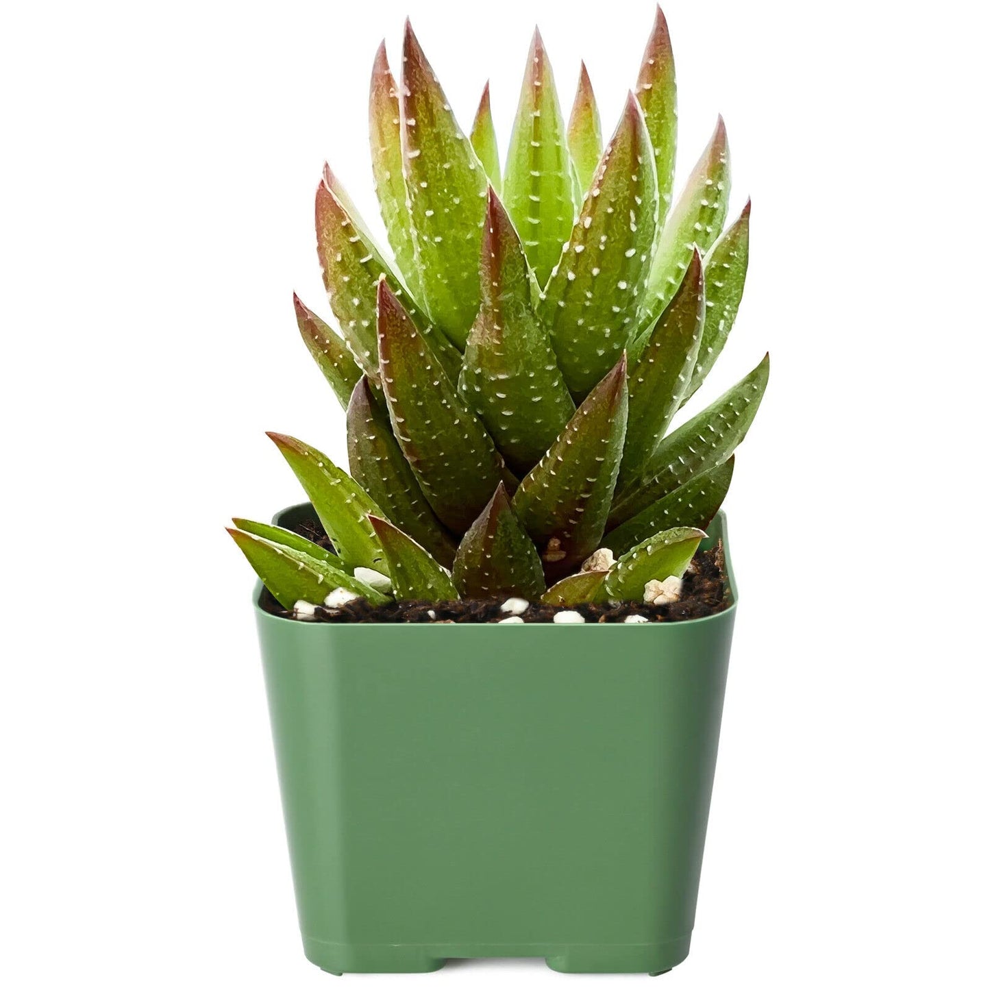 1 Live Haworthia Rubrobrunnea | Rooted Succulent Plant 2'' Pot