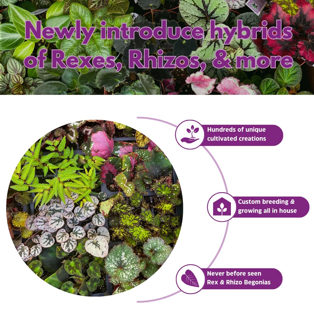 BubbleBlooms Peperomia Assortment Set of 3 in 2 inch pots