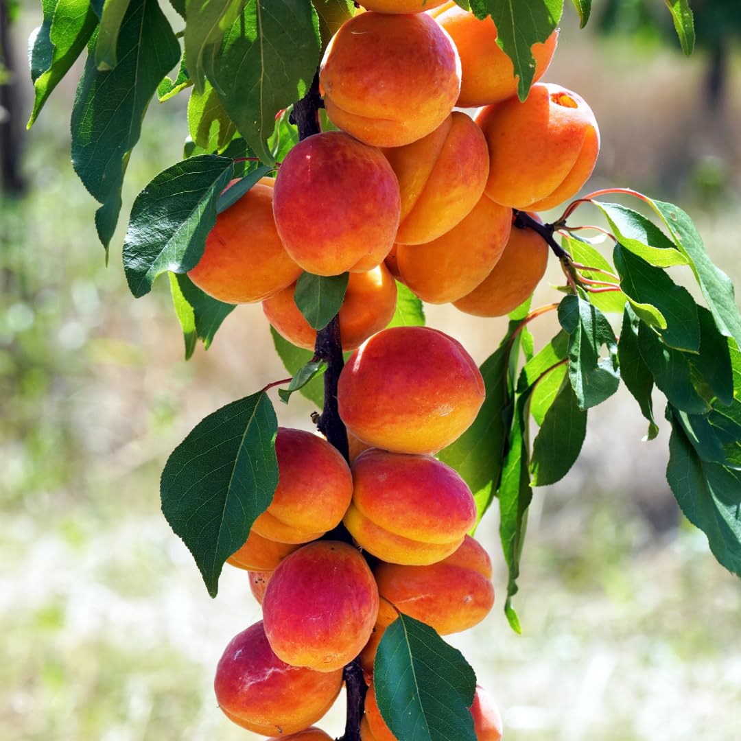 Live Apricot Tree for Planting, 2–3 ft Tall in 3-Gallon Pot, Fruit Tree, Suitable for Outdoor Garden Planting, No Ship to CA