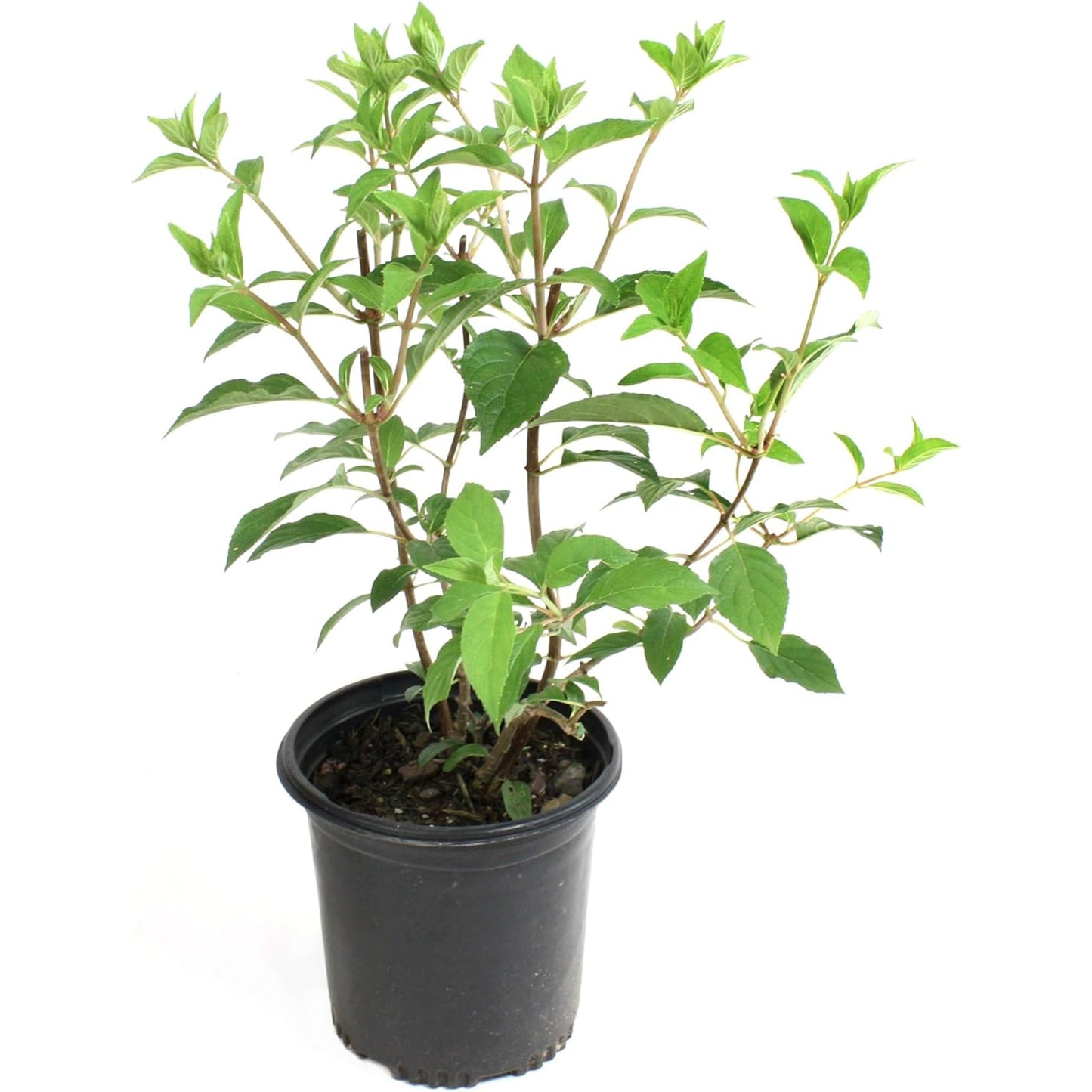 Hydrangea Sweet Starlight Shrub - Summer & Fall Blooming Live White and Pink Flowers for Gardens in 1 Gal Pot - 4-6’ x 4-5’ Flowering Shrubs w/Moderate Watering Needs (1 Count)