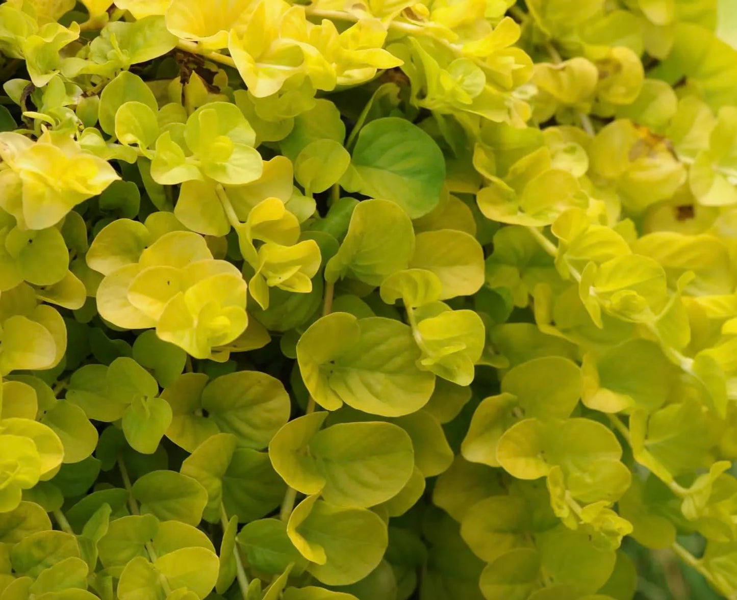 Creeping Jenny Golden Foliage - Lysimachia Goldilocks – Pack of 3 Live Starter Plants