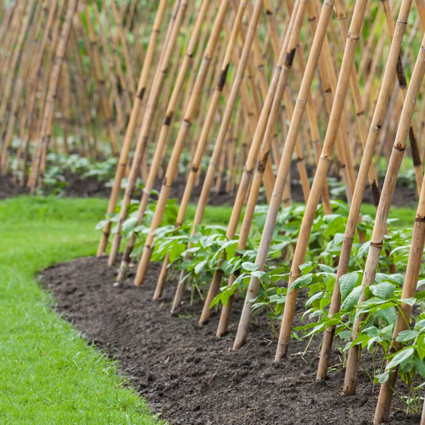 Cambaverd Bamboo Stakes 8 Feet, Diameter of 1 Inch Thicker Garden Stakes, Natural Plant Stakes for Tomatoes, Cucumbers, Grape Vine Climbing Plants Support and Natural Decoration - 10 Pack Bamboo Poles