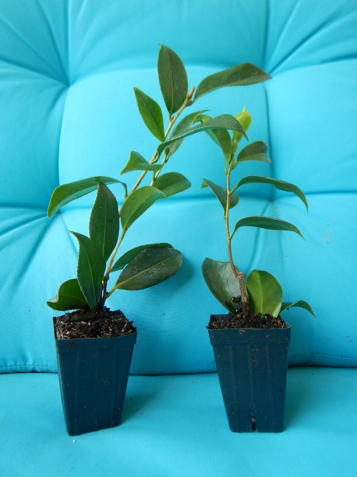 Live Plant - Dad's Pink Camellia Japonica-Starter Plant-Pink with Dark Pink/Red Stripes!
