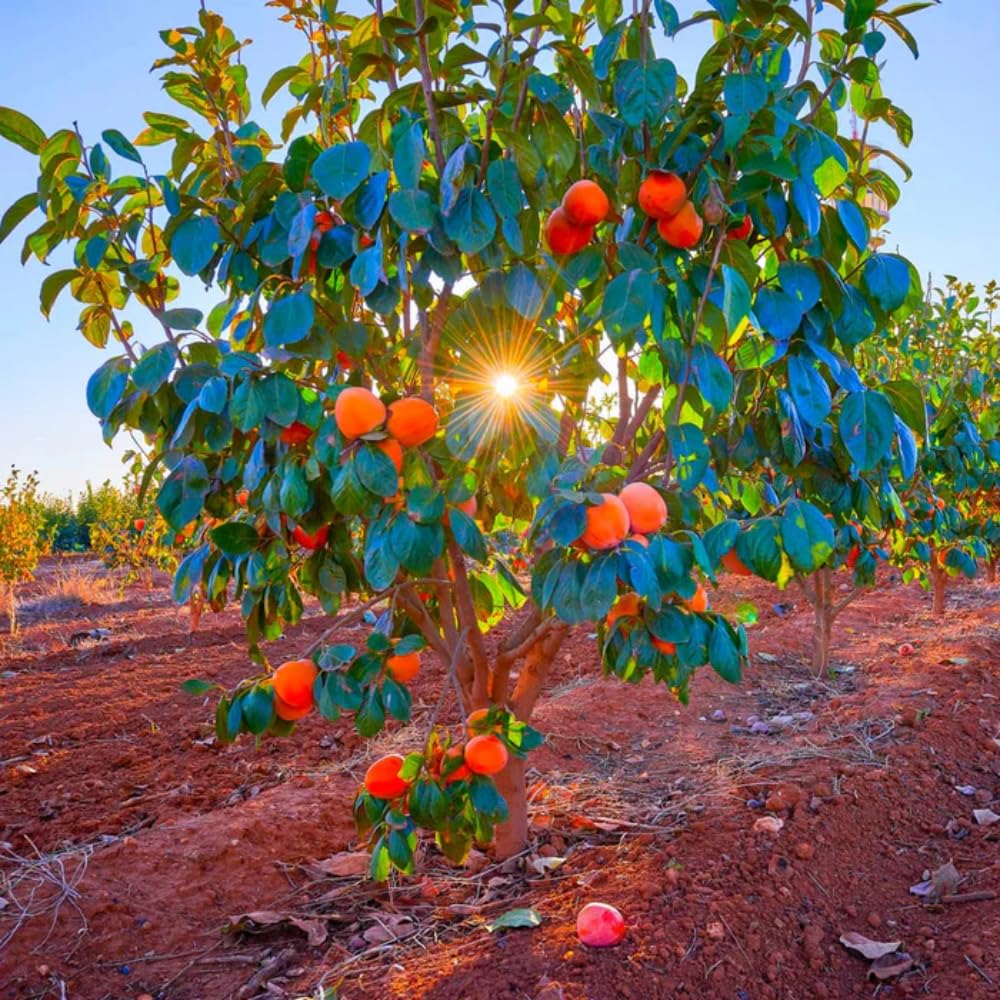 2 Bare Root American Persimmon Trees Live Plants, Dormant Seedlings 1-2 Feet Tall, Cold Hardy Fruit Trees for Planting, Zones 4-9