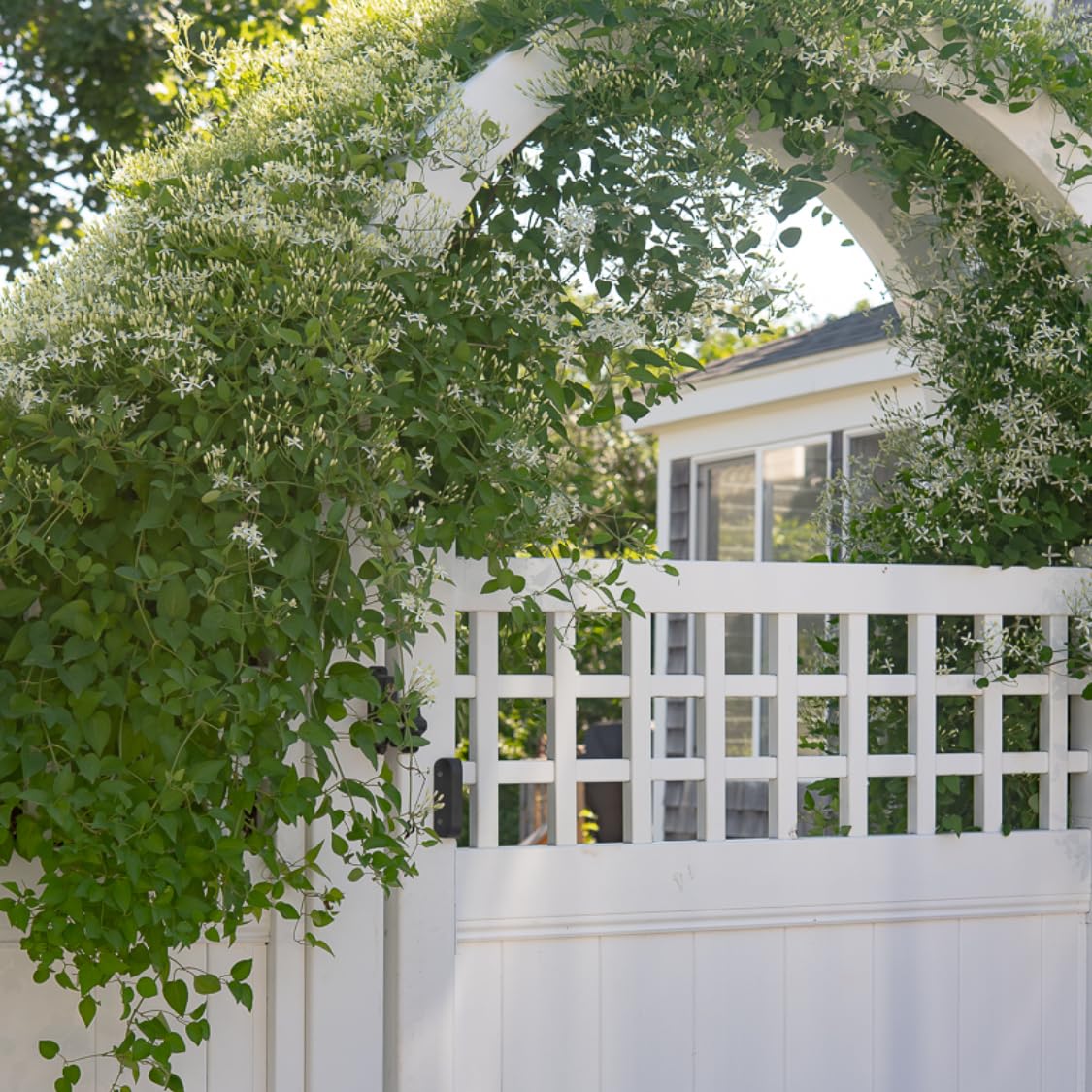 3 Clematis Plants Live Trees Seedlings, Sweet Autumn Clematis Vine in 4-inch Pot, Dormant in Winter, Spring Blooms