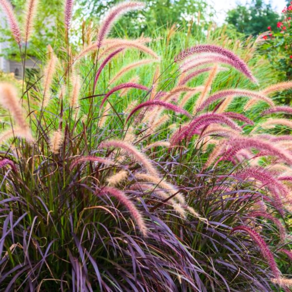 2 Red Fountain Grass Plants Live, Deep Burgundy Ornamental Grass Live Plants for Planting, 4-7" Tall, Well Rooted