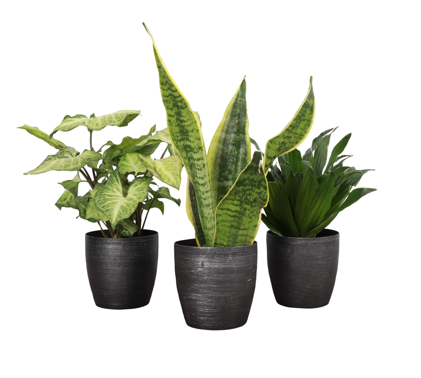 Thorsen's Greenhouse Low Light Houseplant Set, Easy Care Plants, Set of 3 Plants, Live Indoor Plants, 4" Diameter, Classic Pots (Brushed Silver)
