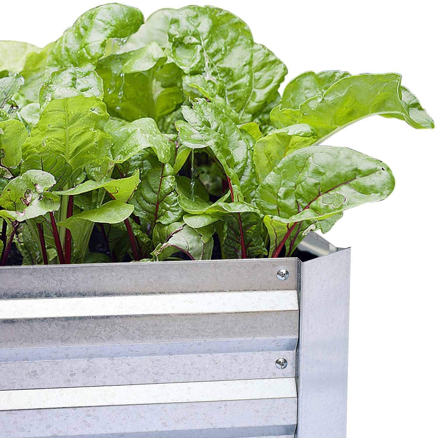 FOYUEE Galvanized Raised Garden Beds 2-Pack (6x3x1ft Each) – Popular Heavy-Duty Metal Planter Box with 4 Support Bars for Vegetables, Herbs, Flowers, Space-Saving Size for Small Yards & Patios