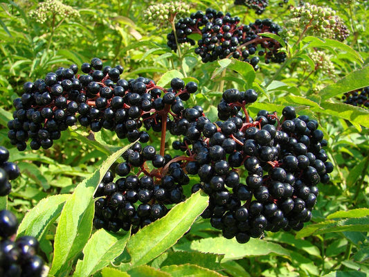 1 Elderberry Plant Live for Planting, American Elderberry Bush Live Plant Black Elderberries 6 to 12 Inc Tall