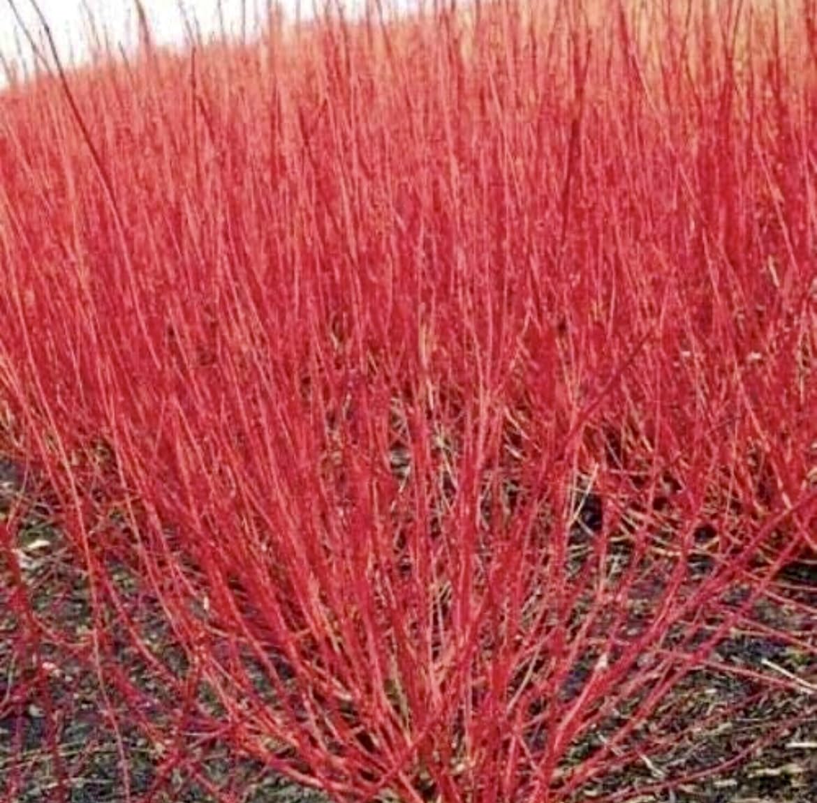 Red Twig Dogwood Shrub/Bush - (Red Osier) - 6-12" Tall - Quart Pot - Live Plant - Cornus sericea