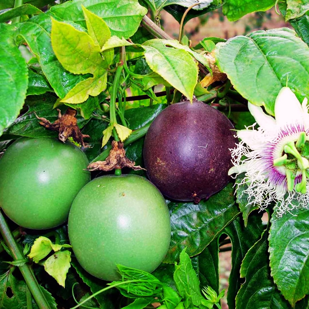 2 Passion Fruit Plant, Passion Fruit Tree, Purple Passion Fruit - Purple