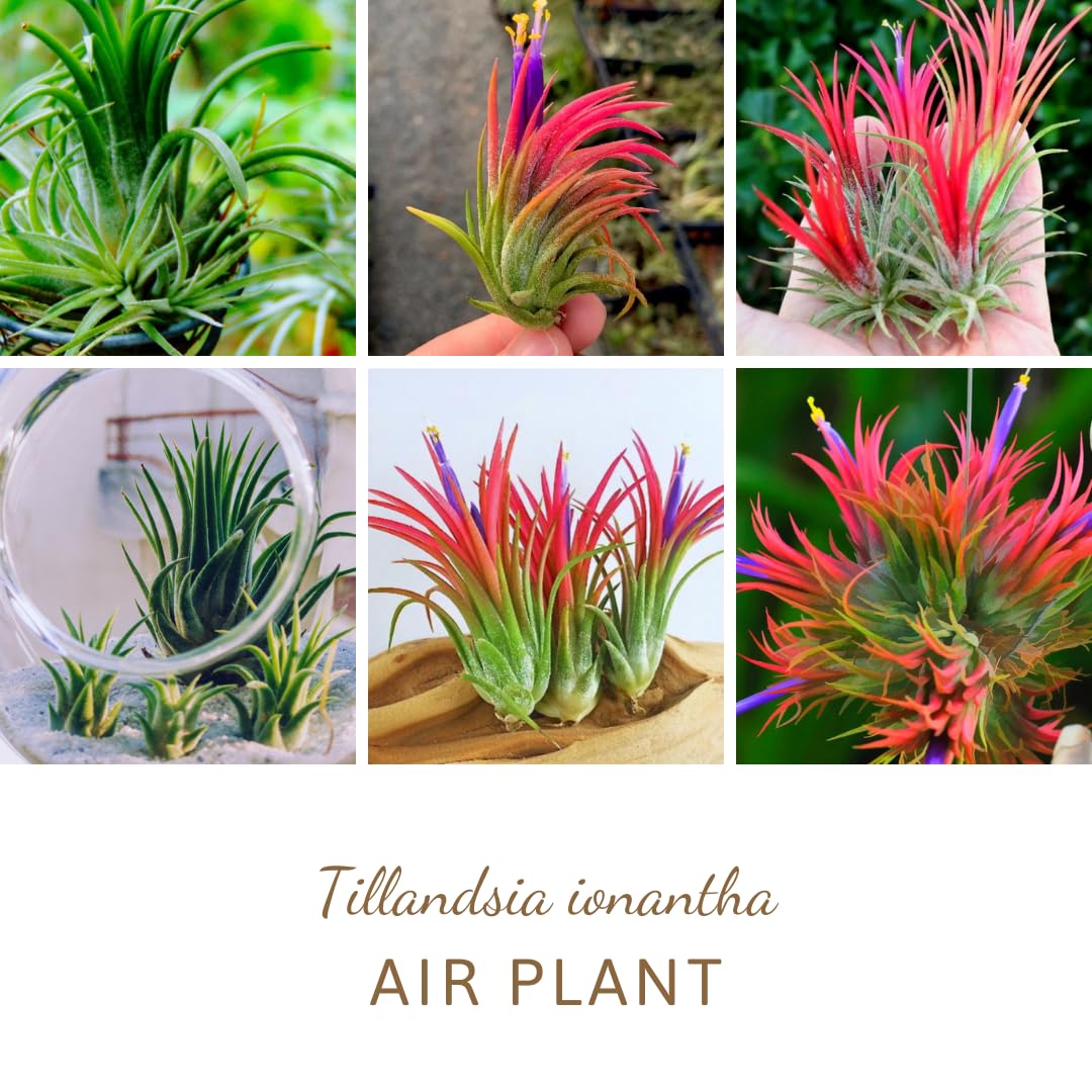 Air Plants Live, 10 Red Tillandsia Air Plants Live Houseplants for Growing Indoors Outdoors, 2 to 3 Inches Tall