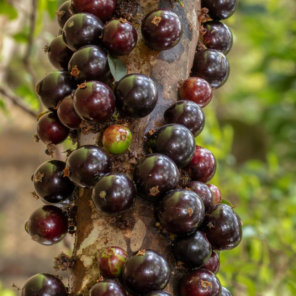 Sabara Jaboticaba Tree Live Plant, Jabuticaba Fruit Tree, Sweet and Edible Fruit for Outdoor Gardening, Starter Tree in Pot (One Gallon)