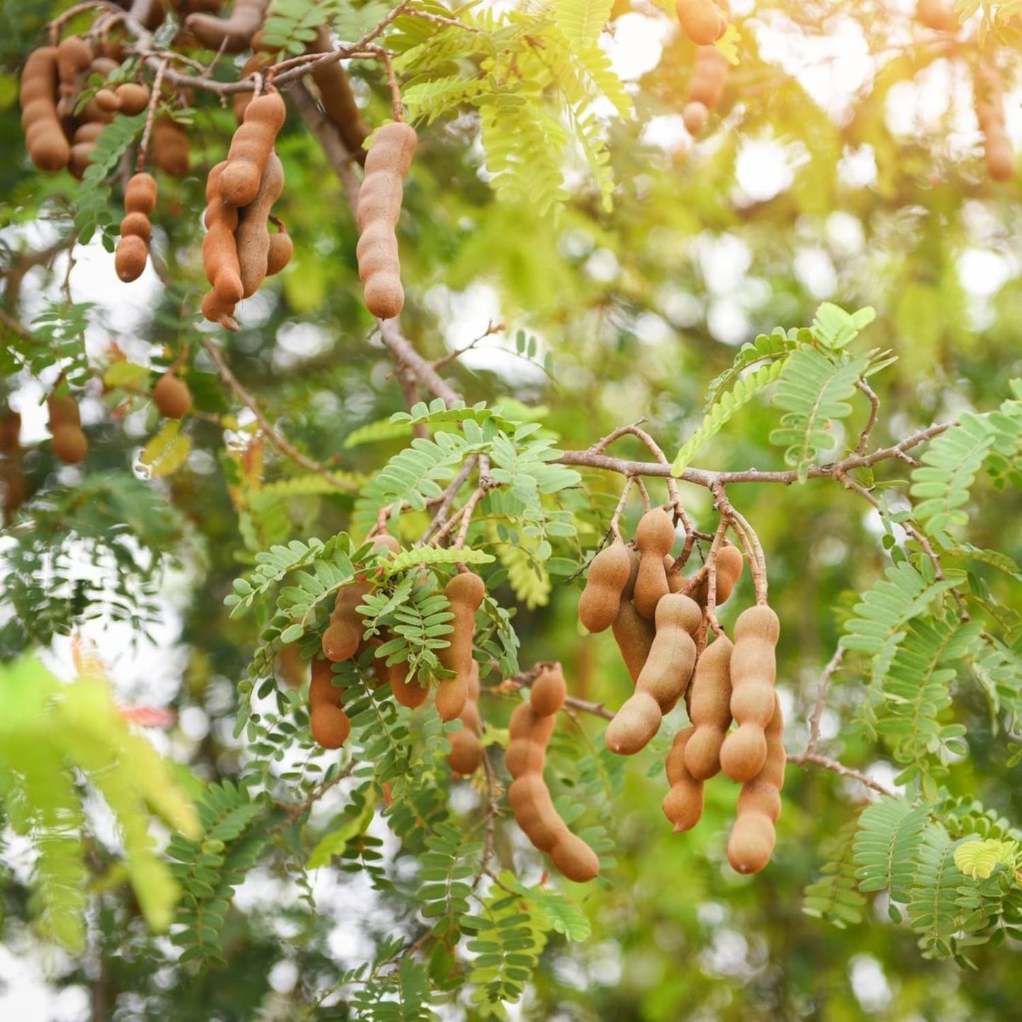 Tamarind Plant Live, Tropical Fruit Tamarind Plant for Outdoor, 4 Inc Pot
