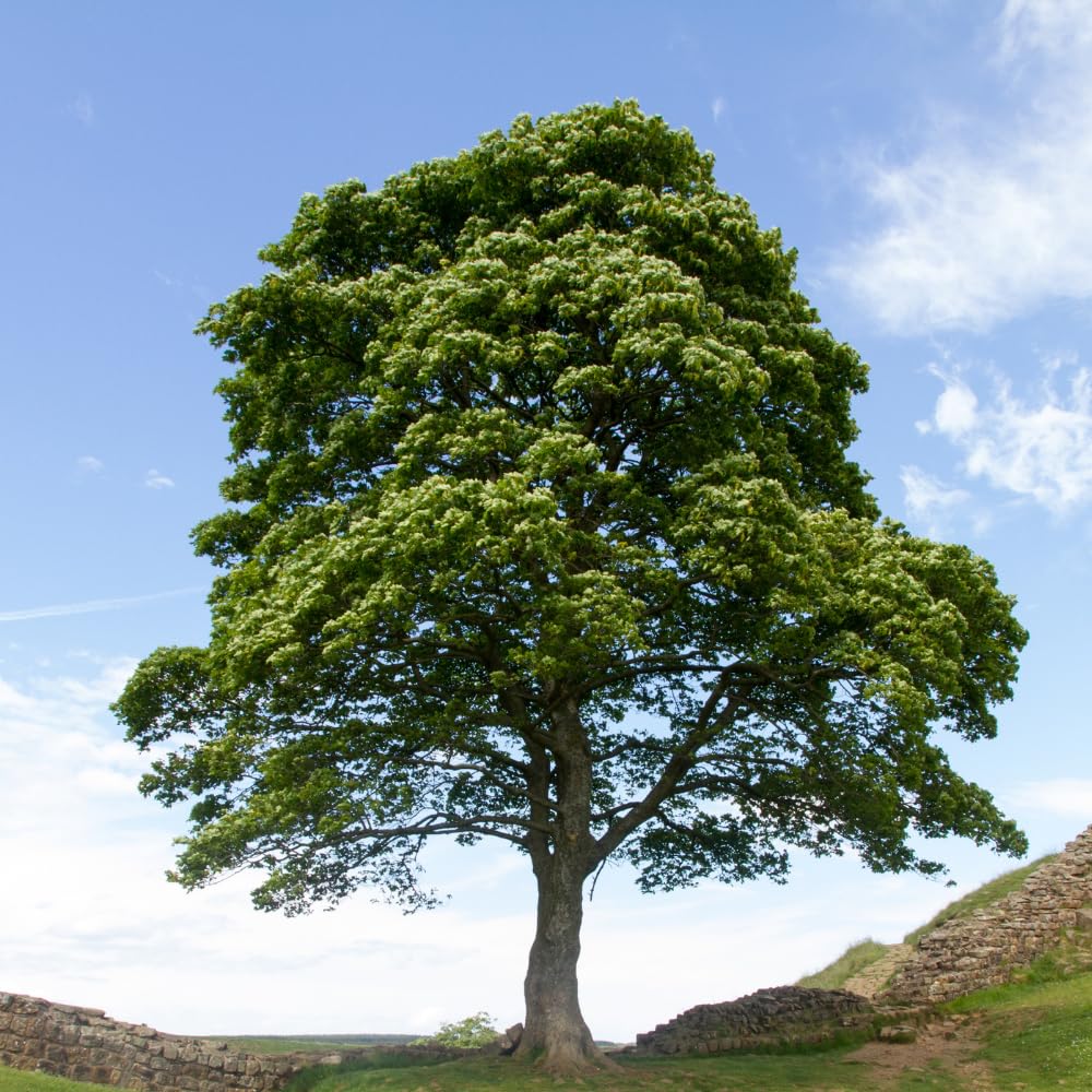 2 American Sycamore Tree, Quart Pot - 12-18 Inch Tall, Vigorous Growth Habit with Unique Peeling Bark for Winter Interest