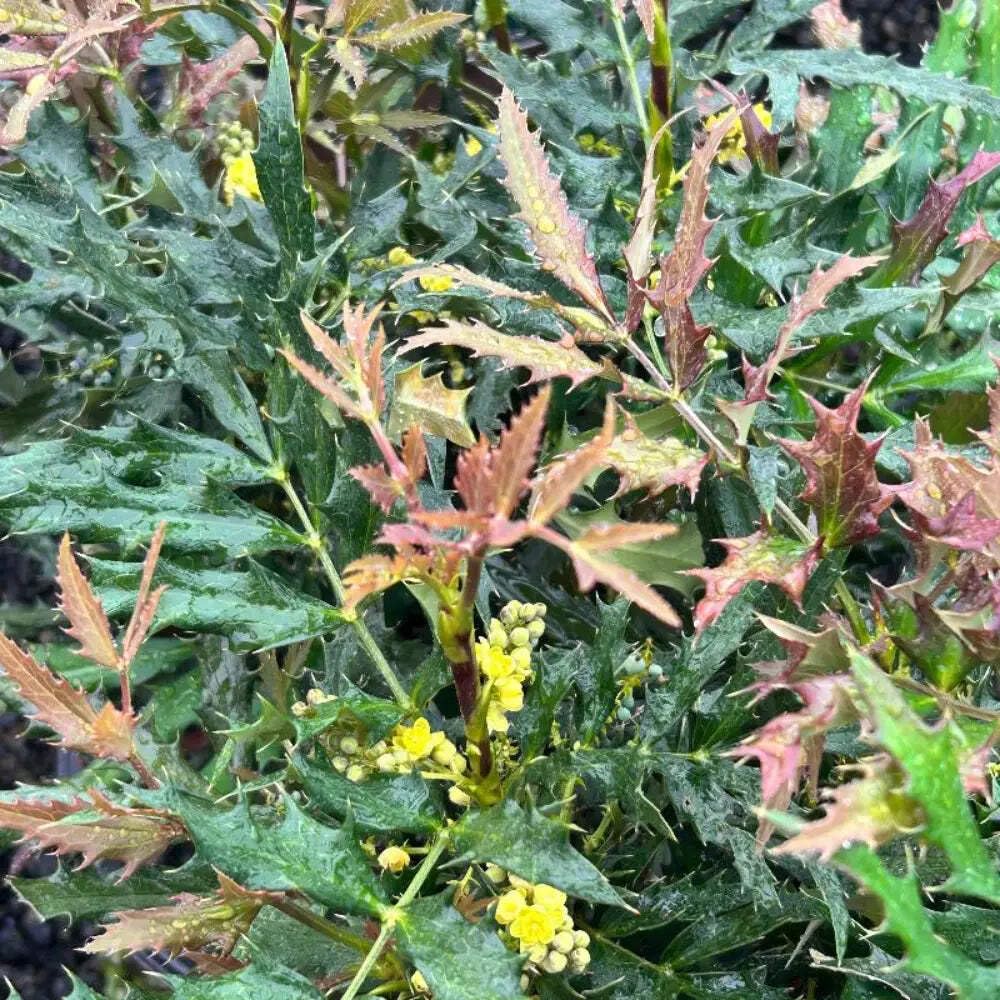 Mahonia Beijing Beauty (3 Gallon) - Compact Evergreen Shrub with Dark Green Spiny Leaves, Yellow Flowers, Part Sun to Full Shade