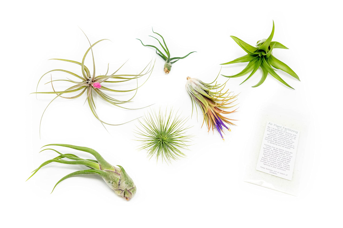 6 Grab Bag Pack Small & Medium Air Plants - Fertilizer Packet - Wholesale - Bulk - Live Tillandsia - Easy Care House Plant - Succulents