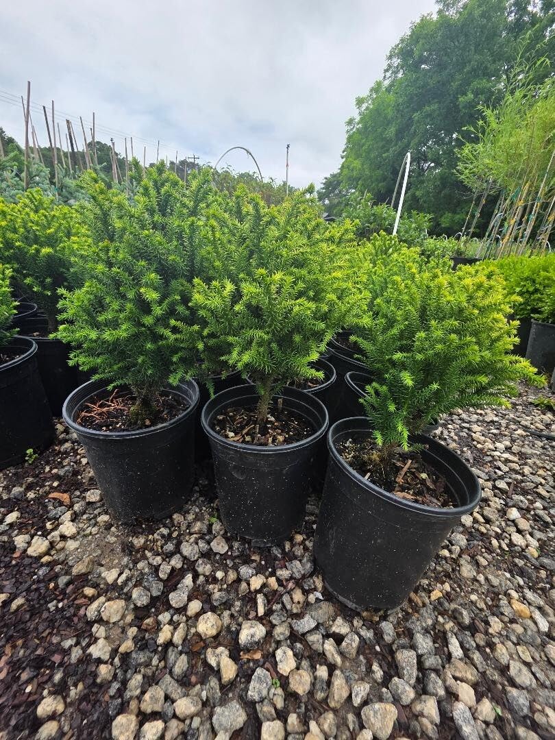 Live Plant - Golden Promise Dwarf Cryptomeria - Live Plant - (2.5 Qt)