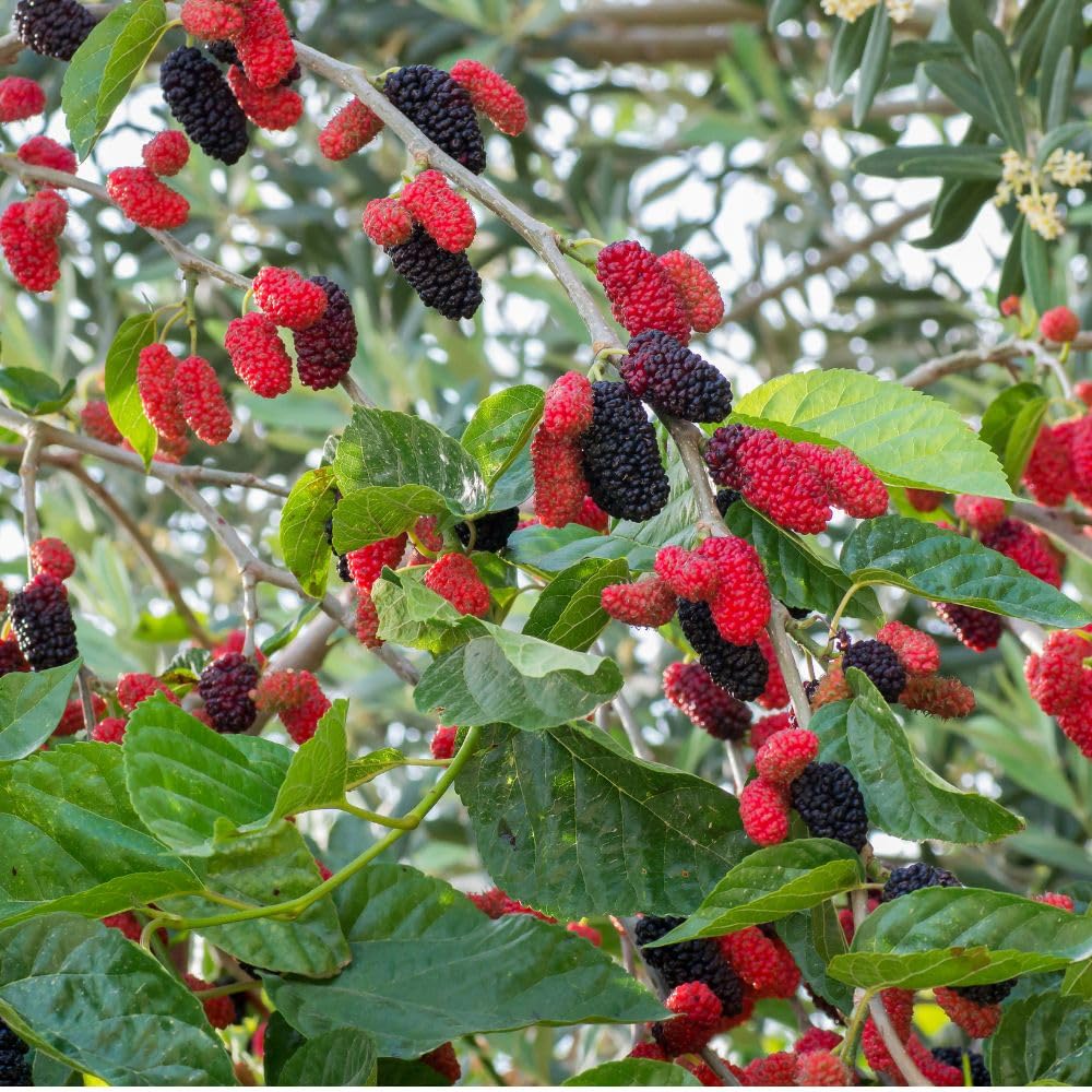 Dwarf Everbearing Mulberry Tree Live Plant for Planting, Mulberry Tree, Everbearing Fruit Tree, 4-7" Tall Plant