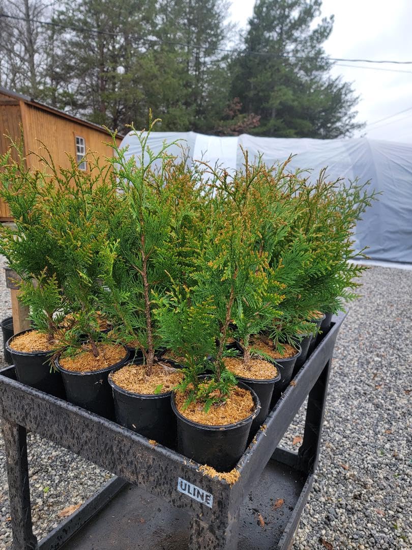 Live Plant - Green Giant Arborvitae (Thuja Plicata) - Live Plant - Trade Gallon Pot