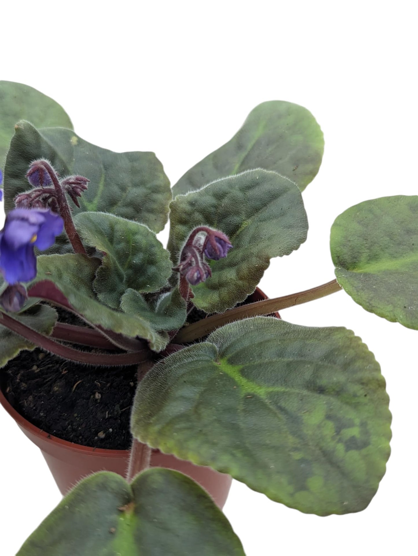 Novelty African Violet Plant in 4" Pot, Purple Blooms