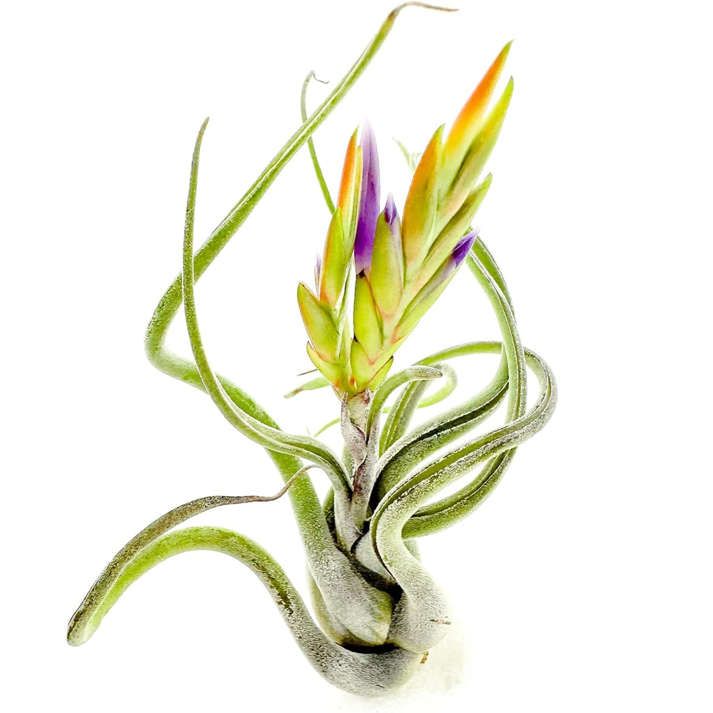 ragnaroc Air Plants - Flowering Tillandsia Caput Medusae, Large 5-7" - 2ct - Live Arrival Guaranteed - House Plants for Home Decor & Gift