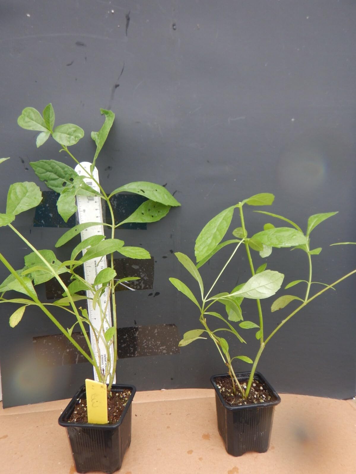 Live Plant - Blue Butterfly Bush AKA Blue Wings Rooted Starter Plant Clerodendrum Ugandense