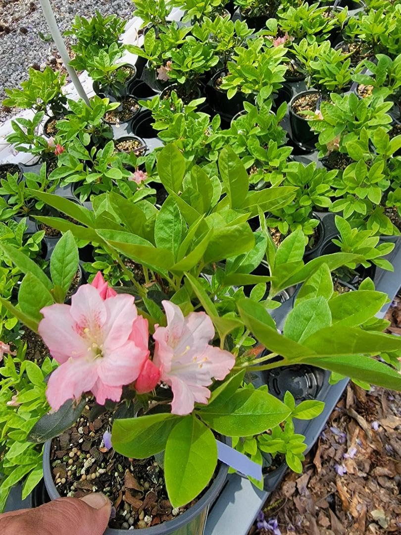 Live Plant - Hampton Beauty (Bonsai) Azalea