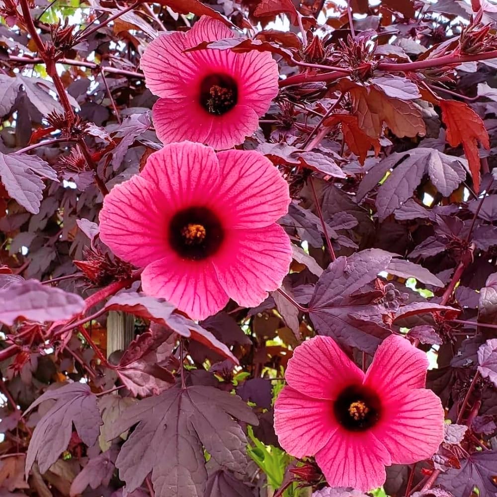 4 Cranberry Hibiscus Live Plants, 4-6” Tall, Tropical Hibiscus Flowers, Cranberry Plants Live