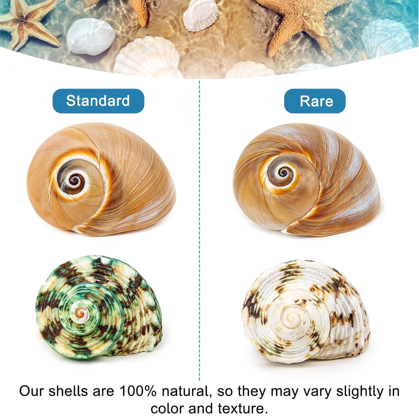 WeDoSoy 5PCS Hermit Crab Shells | Natural Sea Conch Size 2.1" - 2.8", Opening Size 0.9" - 1.5" | Medium Large Turbo Seashells for Hermit Crab Supplies and Beach Decoration Sea Shell