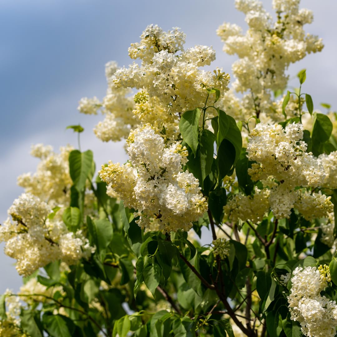 Live Yellow Lilac Plant Fragrant Syringa Flower Starter Plant, 6 to 8 Inch Tall Dormant Well Rooted