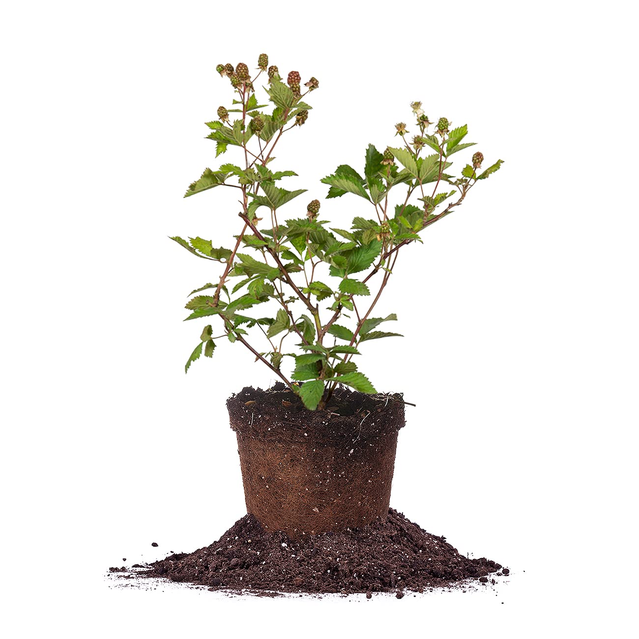 Perfect Plants Ouachita Thornless BlackBerry Bush 1 Gal. Pot Extremely Hardy Large Sweet Berries