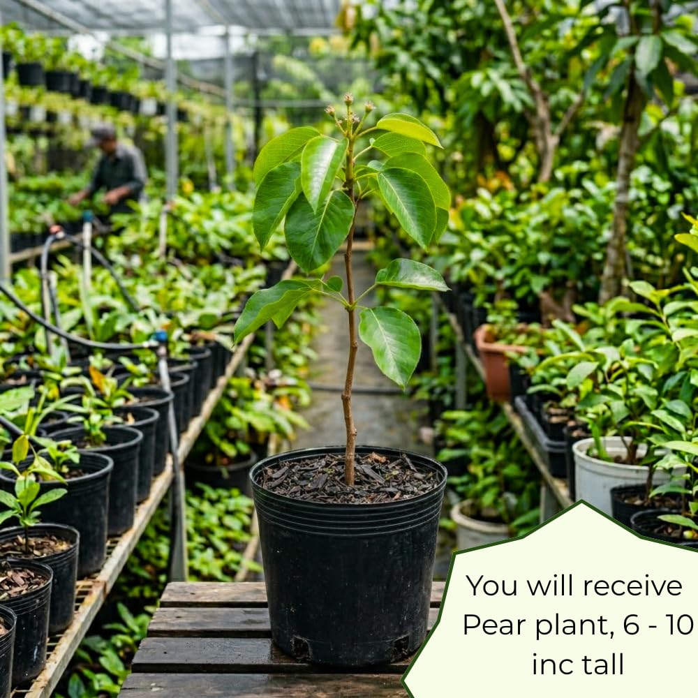 Pear Tree Live Plant, Pear Plant Live, 8-12 Inc Tall, Sweet Fruit Tree for Patio or Indoor, Outdoor Garden
