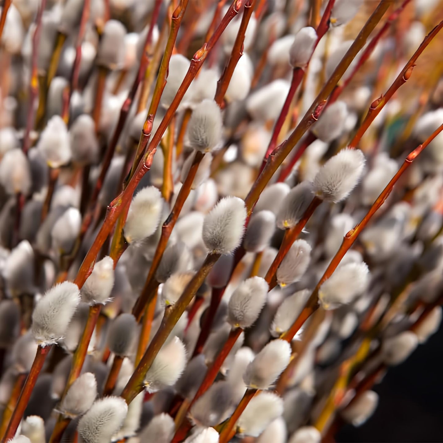 10 Pussy Willow Cuttings 8-12 Inches Height, Willow Plant Live for Planting Your Garden