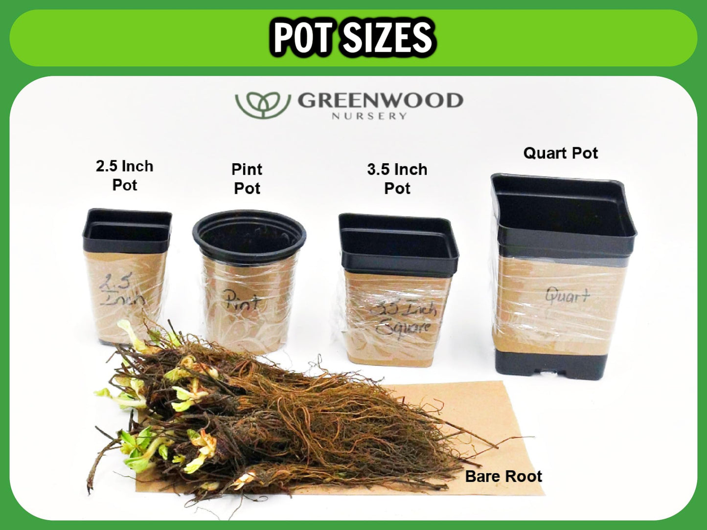 Greenwood Nursery: Live Trees - Fignomenal Dwarf Fig Tree + Ficus carica - [Qty: 2X 3.5 Pots] - (Click for Other Available Plants/Quantities)