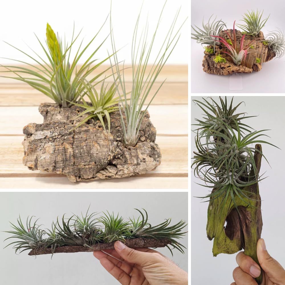 Pack 12 Mixed Ionantha Air Plants, Live Tillandsia, Bulk Airplants, Easy Care Houseplants for Indoor and Outdoor Planting