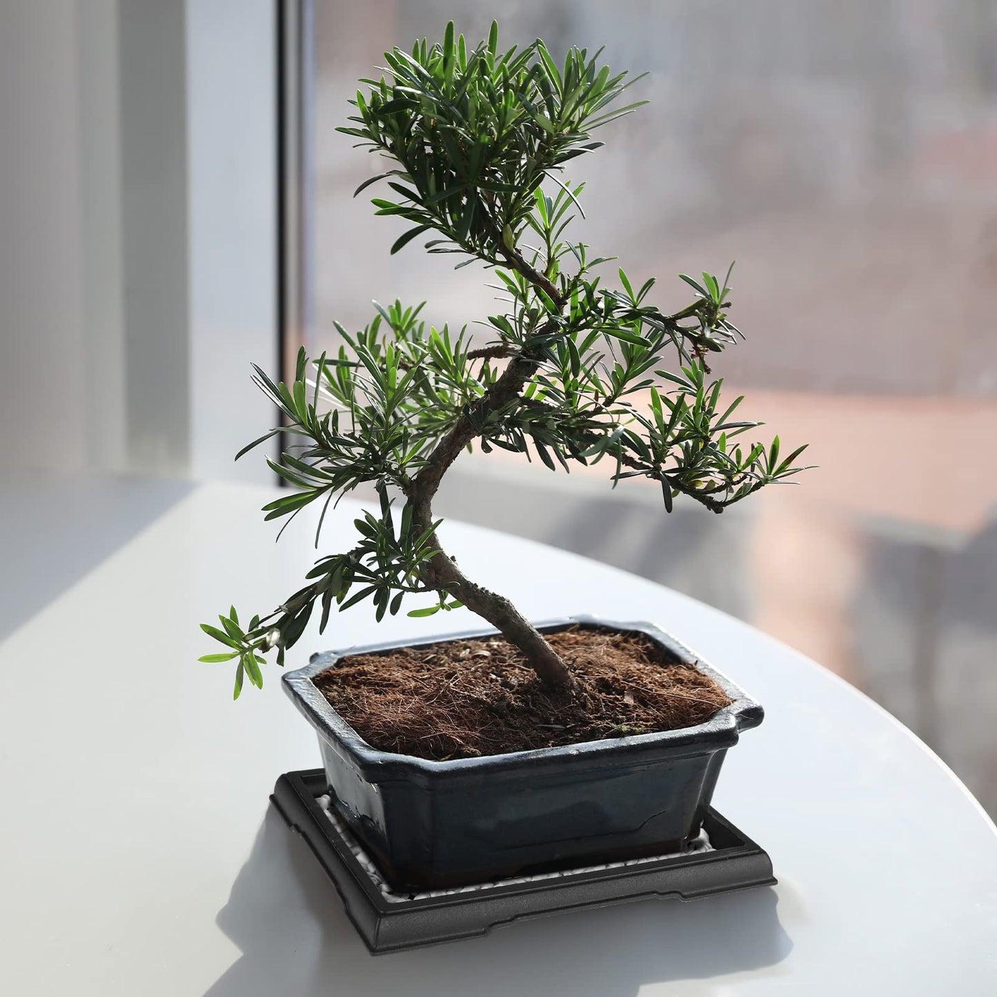 Pinkunn 6 Pcs Bonsai Humidity Tray Rectangular Drip Tray Plastic Plant Water Catcher Plant Saucers for Indoors and Outdoors Cactus,Succulents,Bonsai Tree,Stone Not Included (7.8 x 5.5 Inch)