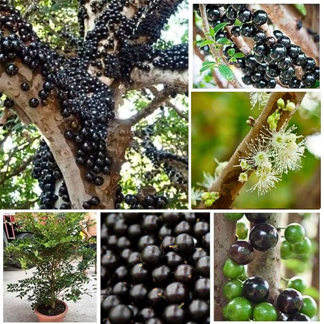 Rare Airlayered Black Jaboticaba Tree Live Plant for Planting, 3 Gallon 1-2 Feet Brazilian Grapetree Black Jabuticaba Tree Plant, Live