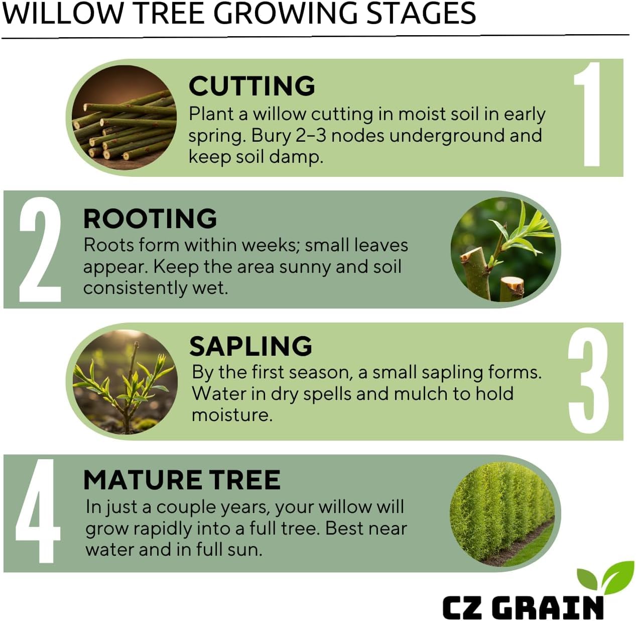 Flame Willow Tree Cuttings for Planting – Bright Red & Orange Stems – Fast Rooting Willow for Colorful Landscaping, Privacy & Winter Interest (5 Trees)
