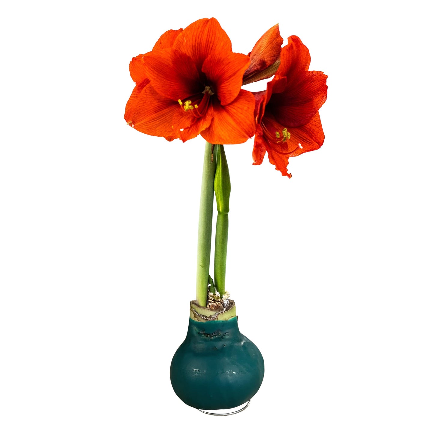 Waxed Amaryllis Bulb – Green Wax with Red Blooms – Live Holiday Gift Plant, Easy Care, No Watering Needed