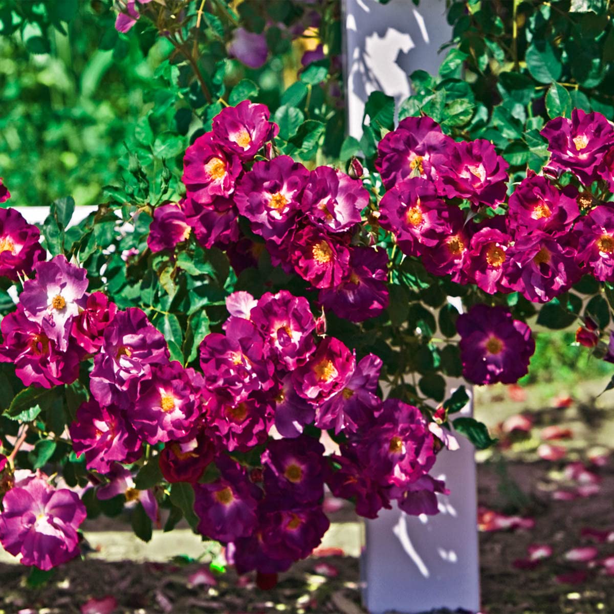 BRECK'S - Stormy Weather Dormant Bare Root Climbing Rose, Includes one Plant per Order