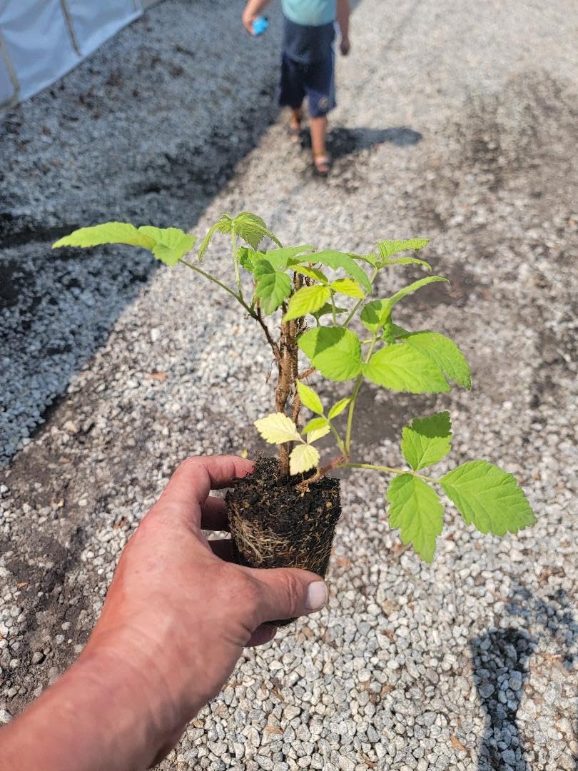 Live Plant - COHO Red Raspberry (Rubus) - Starter Plant